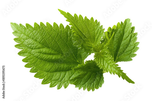 Close-up of vibrant green stinging nettle leaves (2)
