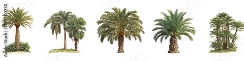 Five palm trees in a horizontal row