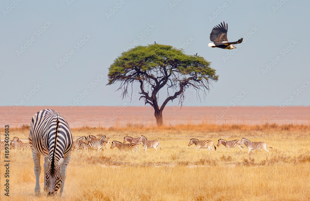 Fototapeta premium A hawk taking off from a tree with a river in the background - Kruger National Park, South Africa