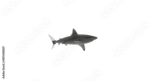 Wallpaper Mural Realistic black and white illustration of a shark swimming in the ocean isolated on a white background Torontodigital.ca