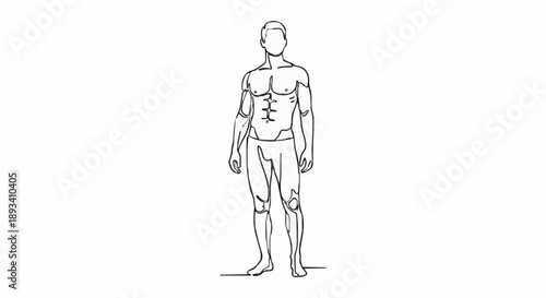 Line drawing of a muscular male figure standing straight.