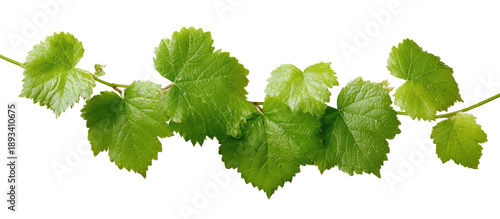 Vine leaves arranged along a stem