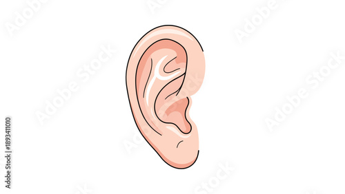 Detailed anatomical illustration of a human ear showing the complex outer structure and realistic skin textures.