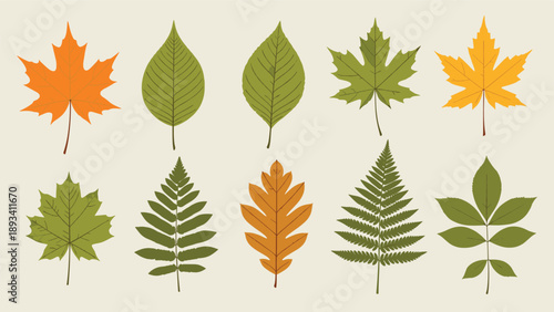 Set of various autumn leaves including maple and fern in shades of green, orange, and yellow displayed on a neutral cream background.