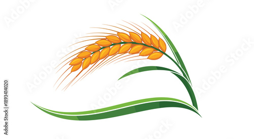 Single ear of ripe golden rice grains with curved green leaves symbolizing agriculture, food production, and healthy nutrition.