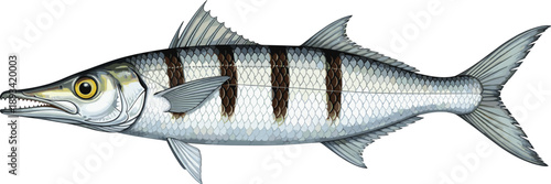 Barracuda fish illustration. Realistic predatory marine fish artwork. Wildlife aquatic animal vector isolated on white background.