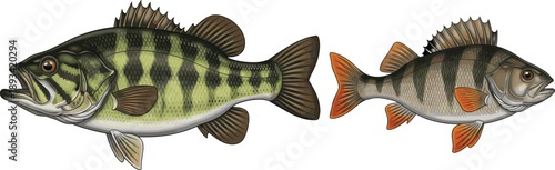 Freshwater fish illustration set. Realistic bass and perch species artwork. Wildlife aquatic animals vector isolated on white background.