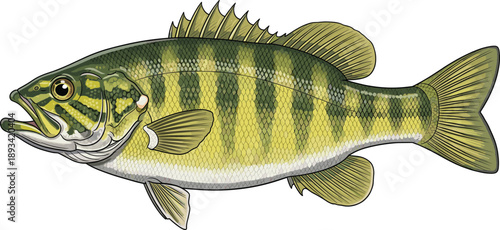 Freshwater fish illustration. Detailed realistic bass style artwork. Wildlife animal vector isolated on white background.
