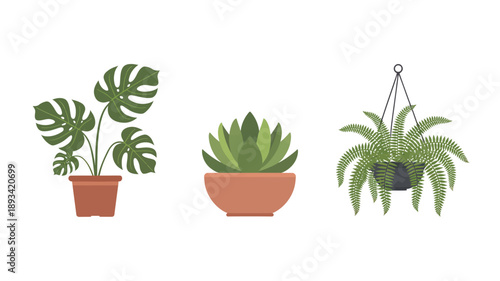 Houseplants in terracotta pots and hanging basket with green leaves in flat design style for home decor