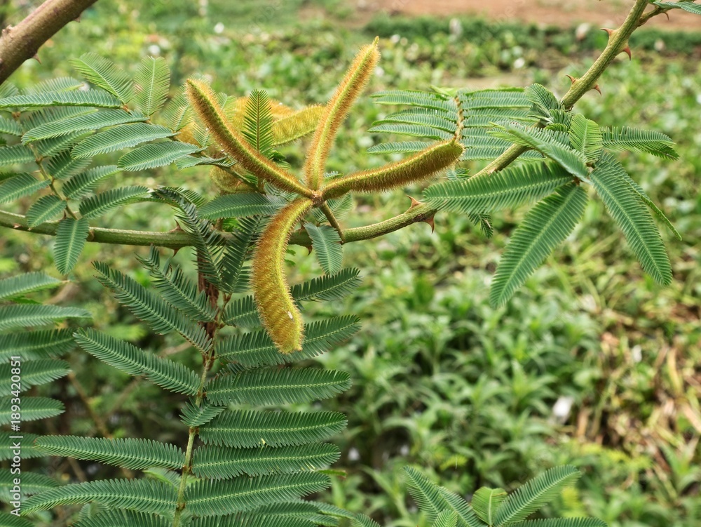 Naklejka premium Close-up of mimosa pudica seed pods with spiny hairs and sensitive green leaves