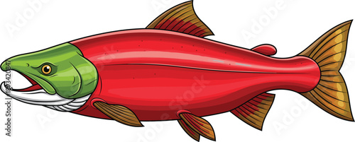 Salmon fish cartoon illustration. Colorful freshwater fish character with detailed fins. Animal mascot vector isolated on white background.