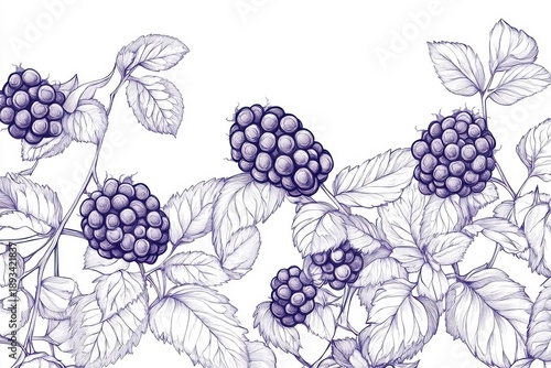 Continuous line art drawing of blackberries, isolated on a white background.