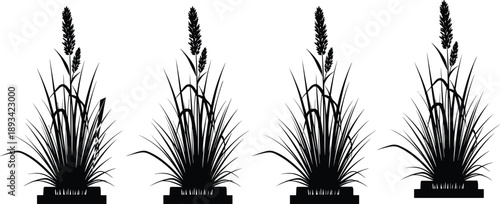 WebBlack Silhouette of Four Ornamental Pampas Grass Plants with Feathery Plumes Isolated on White Background for Minimalist Nature Vector Illustration and Landscape Design Projects