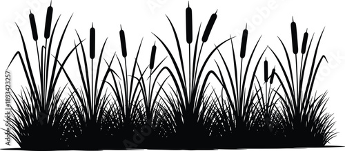 Black silhouette of marsh cattails and pond grass plants isolated on white background, nature wetland bullrush reeds vector illustration for outdoor landscape design. (25 words)