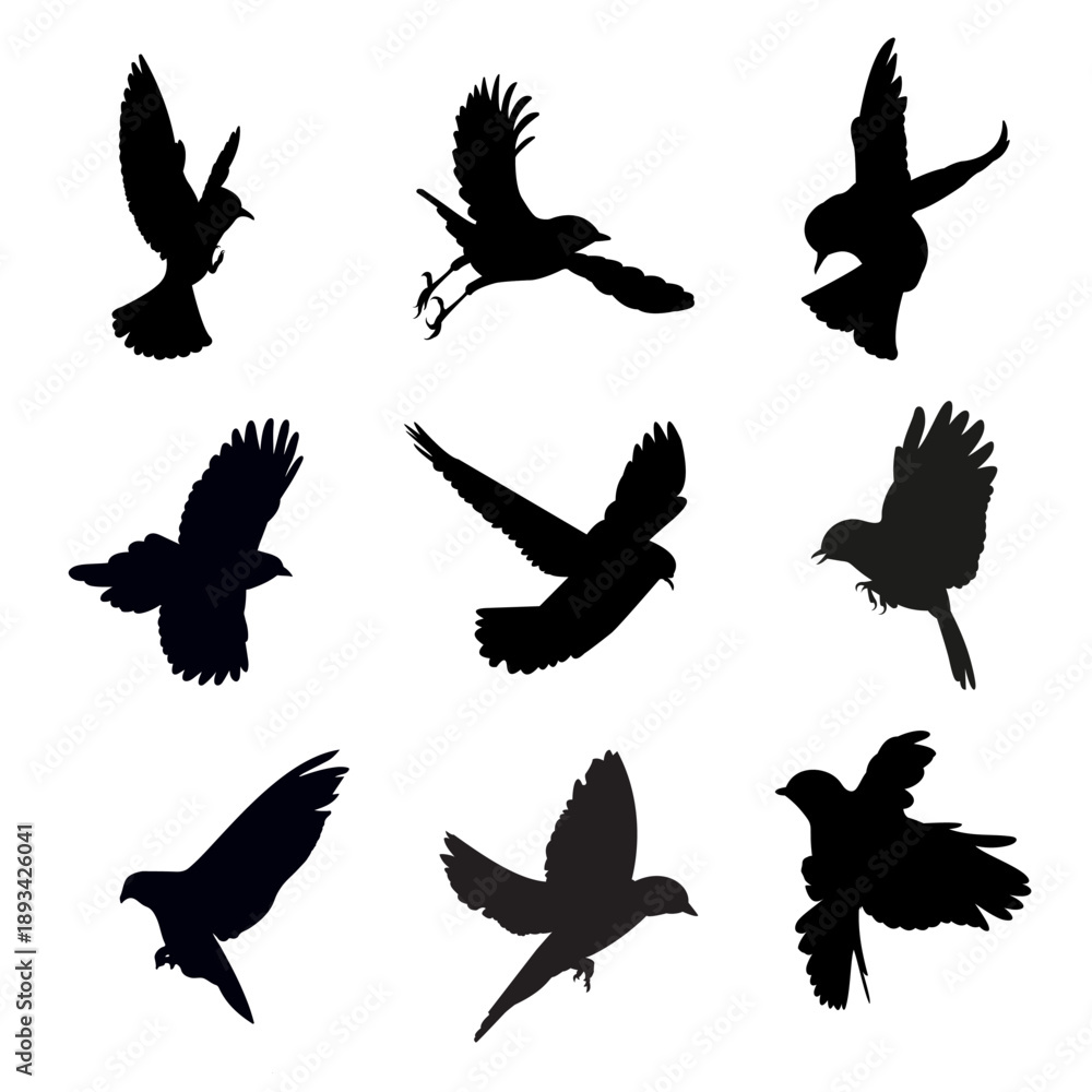 Obraz premium Collection of birds on white 