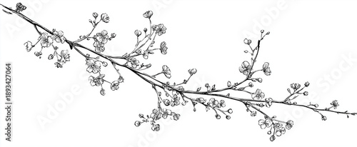 a hand-drawn, vector illustration of an isolated long branch with tiny flowers on it. the drawing is done in black ink against the white background,
