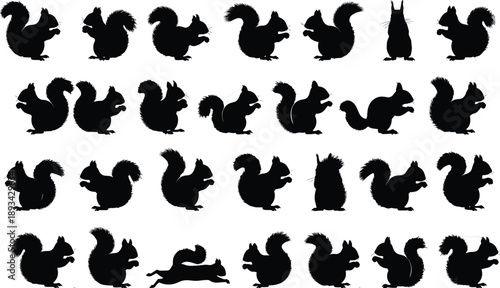 Black squirrel silhouette collection, multiple poses, animal icon set, wildlife design elements, vector style, isolated on white background