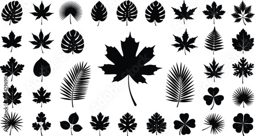Leaf silhouette collection with maple palm monstera and botanical foliage shapes isolated