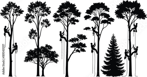 Tree climber silhouettes illustration showing arborists pruning tall trees using ropes for forestry work nature maintenance vector design