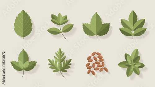 Assortment of green leaves, seeds, and herbs on a neutral background