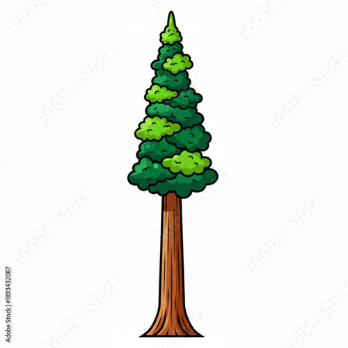 Tall Redwood Tree Illustration