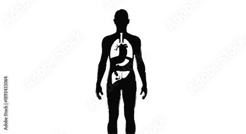 Human body silhouette with internal organs visible, anatomy illustration for medical education and healthcare concepts