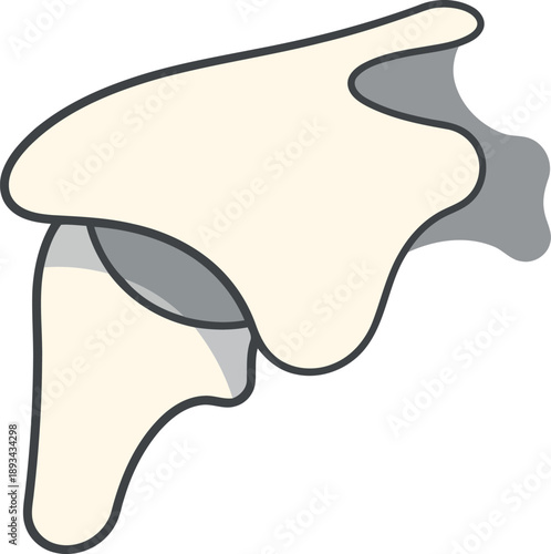 Vector Illustration of Human Shoulder Joint Anatomy Isolated on White Background