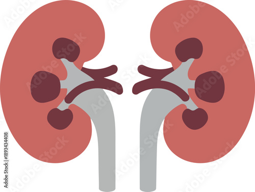 Vector Illustration of Human Kidneys Anatomy for Medical and Healthcare Education
