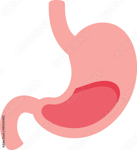 Vector Illustration of Human Stomach Organ for Medical and Educational Use