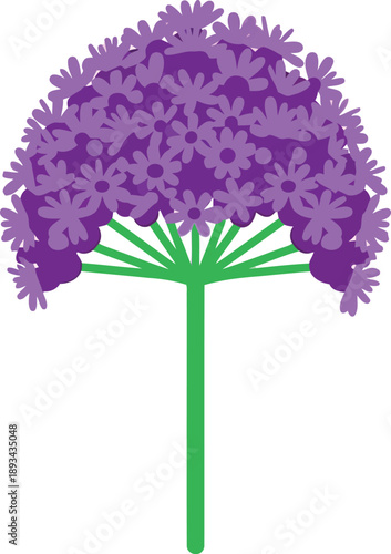 Vector Illustration of Allium Flower Head with Purple Petals and Green Stem Isolated on White