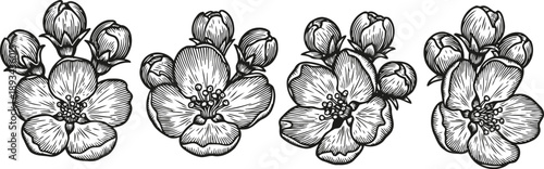 Black and white vintage floral design with blooming cherry blossoms and buds detailed line art