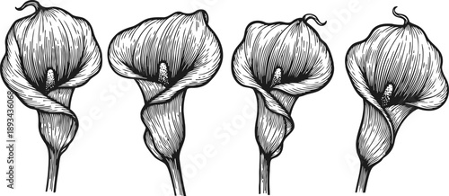 detailed black and white calla lily flower illustrations with elegant curved petals and stems