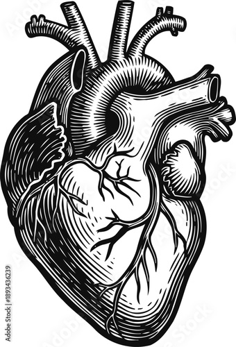 Detailed human heart illustration with veins and arteries in black and white engraving