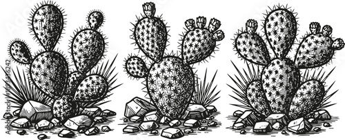 detailed black and white illustrations of prickly pear cactus with spines and rocky ground, desert plants sketch set