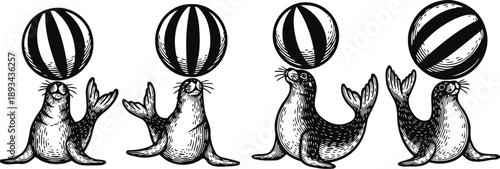 vintage illustration of seals balancing striped balls on their noses in playful poses