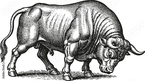 Powerful bull standing with lowered head, muscular livestock animal engraving illustration