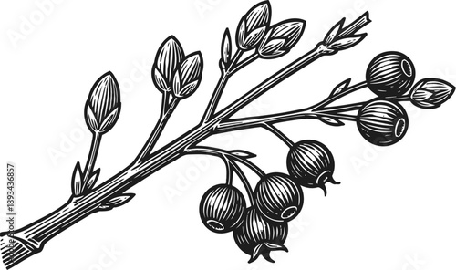 Hand drawn branch with buds and berries detailed botanical illustration of a plant twig with growing fruits and leaves