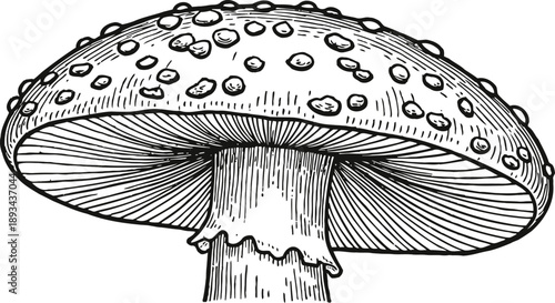 Detailed hand drawn mushroom illustration with gills and texture on cap and stem