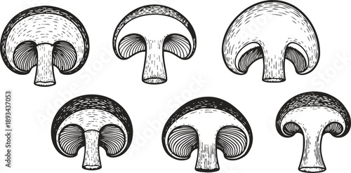 hand drawn mushrooms set vintage sketch of edible fungi with detailed gills and caps nature botanical illustration