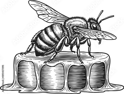 Bee perched on honeycomb dripping with honey detailed black and white insect illustration, nature and pollination concept