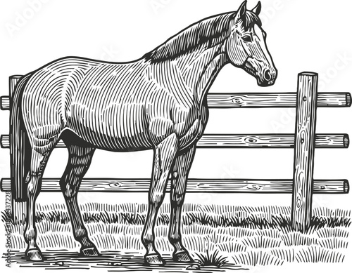 Sketch of a horse standing near a wooden fence in a grassy field, detailed vintage engraving