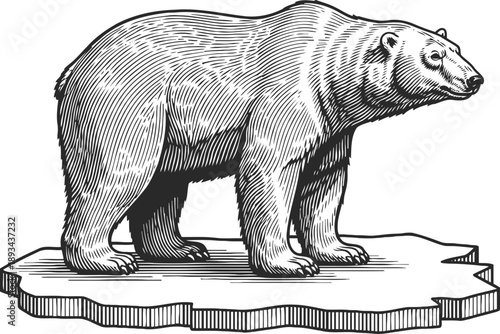 Polar bear standing on ice floe arctic animal wildlife illustration in engraving