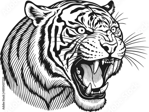 Roaring tiger head with open mouth and sharp teeth, detailed black and white wild animal illustration