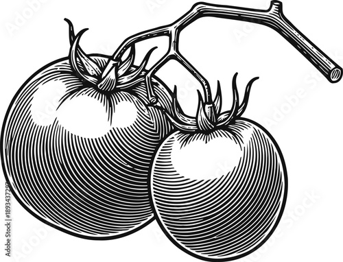 Two ripe tomatoes on the vine hand drawn vintage tomato illustration in black and white engraving design