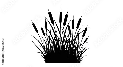 Cattails Silhouette Illustration with White Background.