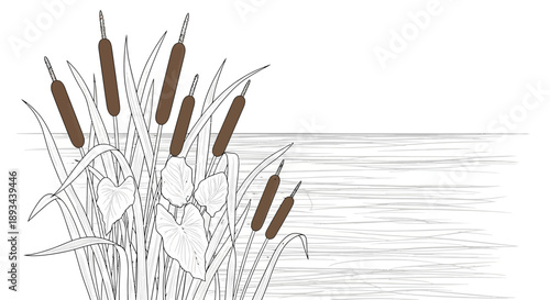 Cattails illustration with dark brown seed heads.