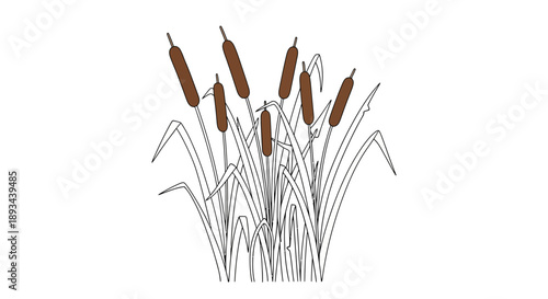 Cattails illustration with brown seed pods.
