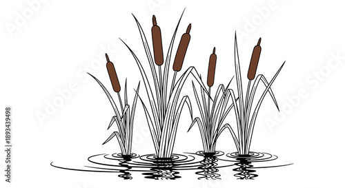 Illustration of Cattails in Water.