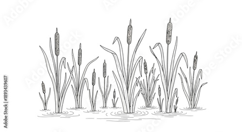 Cattails standing in water simple illustration.