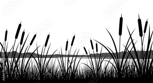 Silhouetted Cattails Against White Background.